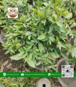 Mai Vàng Chậu 3 - Cửa Hàng Cây Giống Chợ Lách 4