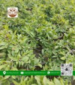 Mai Vàng Chậu 3 - Cửa Hàng Cây Giống Chợ Lách 5