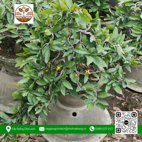 Mai Vàng Chậu 3 - Cửa Hàng Cây Giống Chợ Lách