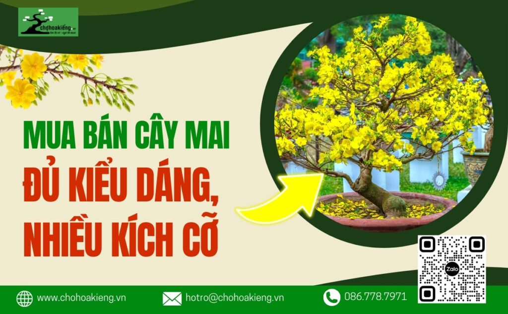 Mua Bán Cây Mai Đủ Kiểu Dáng, Nhiều Kích Cỡ, Rẻ Đẹp Bất Ngờ - Chợ Hoa Kiểng