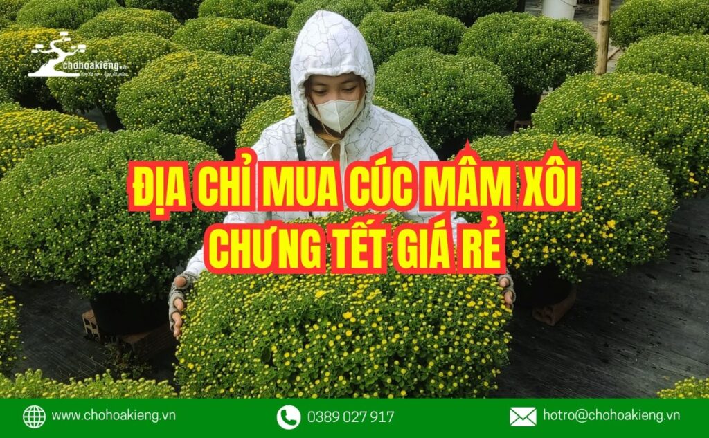 Mua Cúc Mâm Xôi Chưng Tết Giá Rẻ ở Đâu Cho Tết Nguyên Đán 2025 - Chợ Hoa Kiểng
