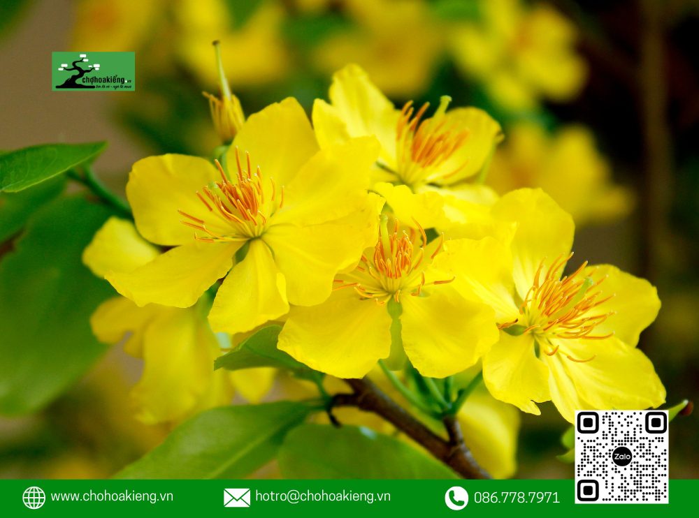 Chợ Hoa Kiểng Là Địa Chỉ Uy Tín Để Mua Mai Tết Tại Tp.hcm, Là Website Đầu Tiên Ở Việt Nam Chuyên Cung Cấp Các Loại Hoa Kiểng, Cây Cảnh, Cây Giống, Cây Con Và Bonsai