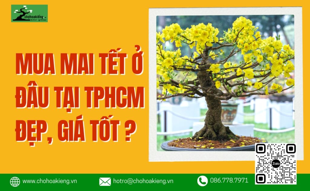 Mua Mai Tết Ở Đâu Tại TPHCM Đẹp, Đủ Kích Cỡ, Đủ Kiểu Dáng, Giá Tốt? - Chợ Hoa Kiểng