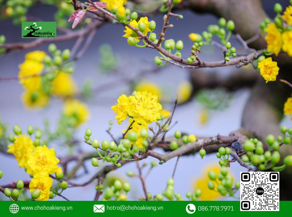 Cung Cấp Những Cây Mai Đẹp, Khỏe Mạnh, Không Sâu Bệnh, Với Mức Giá Luôn Cạnh Tranh