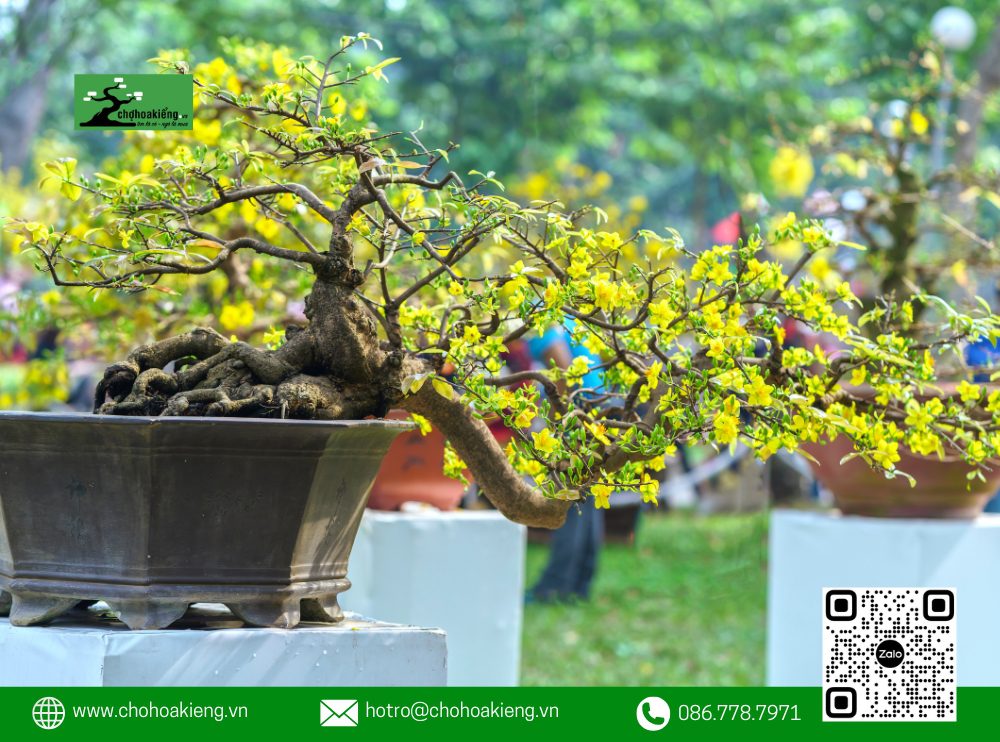 Mỗi Cây Mai Tại Chợ Hoa Kiểng Đều Được Tuyển Chọn Kỹ Càng, Đảm Bảo Nở Hoa Đẹp, Không Sâu Bệnh Và Có Tuổi Thọ Lâu Dài