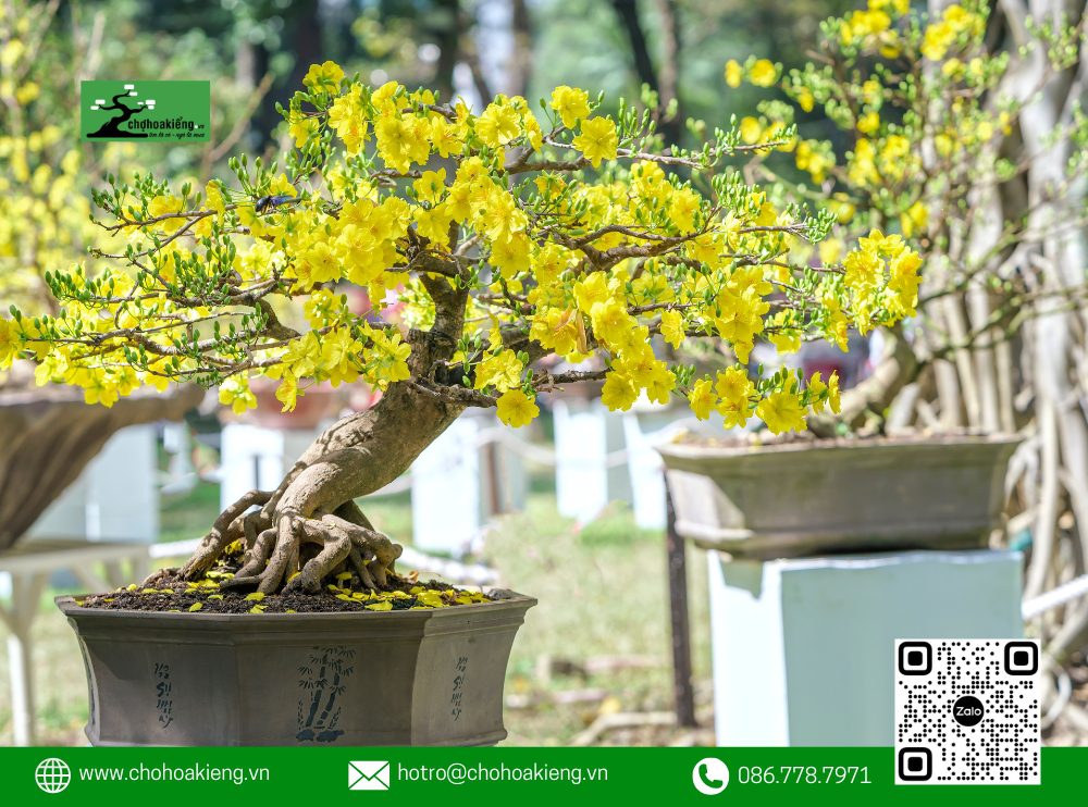 Chợ Hoa Kiểng Tự Hào Về Dịch Vụ Chăm Sóc Khách Hàng Tận Tâm Và Chuyên Nghiệp