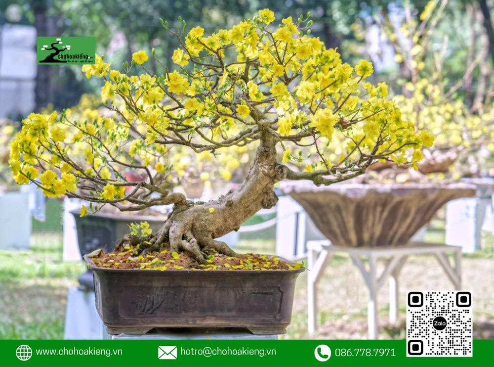 Trên Website Của Chợ Hoa Kiểng, Bạn Sẽ Tìm Thấy Đầy Đủ Thông Tin Chi Tiết Về Từng Cây Mai, Từ Nguồn Gốc, Kích Thước