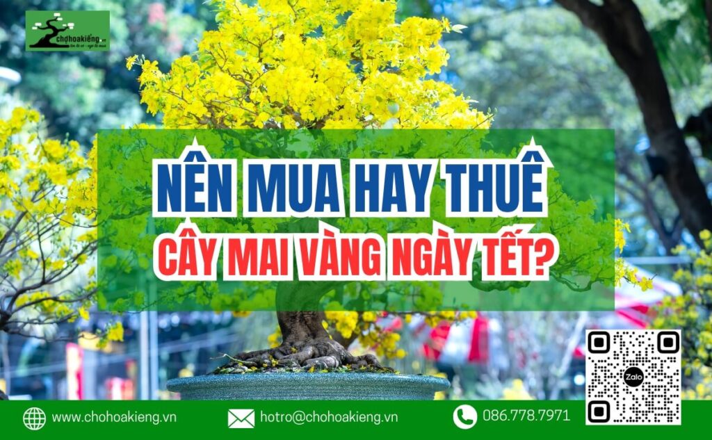 Nên Mua Hay Thuê Cây Mai Vàng Ngày Tết Là Tốt Nhất? Ưu Và Nhược Điểm | Chợ Hoa Kiểng