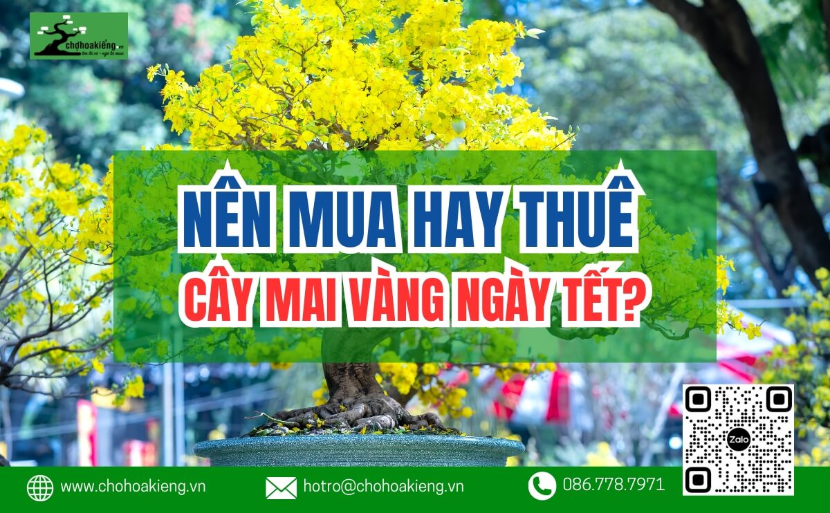 Nên Mua Hay Thuê Cây Mai Vàng Ngày Tết Là Tốt Nhất? Ưu Và Nhược Điểm | Chợ Hoa Kiểng