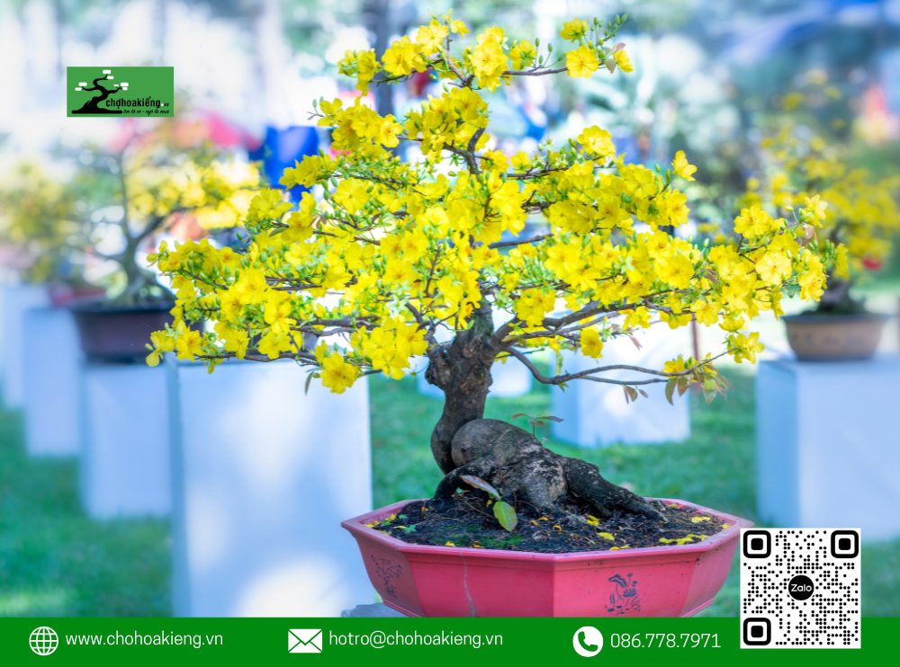 Để Giúp Khách Hàng Lựa Chọn Dễ Dàng, Website Cung Cấp Thông Tin Chi Tiết Về Từng Loại Mai, Bao Gồm Nguồn Gốc, Đặc Điểm Và Giá Cả