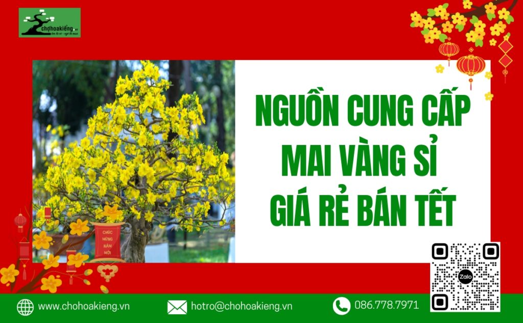 Nguồn Cung Cấp Mai Vàng Sỉ Giá Rẻ Bán Tết 2025 Đủ Kích Cỡ, Kiểu Dáng - Chợ Hoa Kiểng