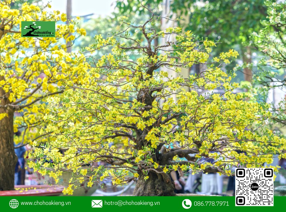 Chợ Hoa Kiểng Cam Kết Giao Mai Vàng Nhanh Chóng Và Đảm Bảo Đóng Gói Kỹ Lưỡng, Giúp Cây Mai Luôn Đến Tay Khách Hàng Trong Tình Trạng Hoàn Hảo