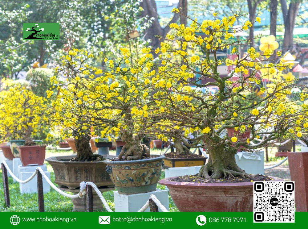 Chất Lượng Mai Vàng Tại Chợ Hoa Kiểng Được Đảm Bảo