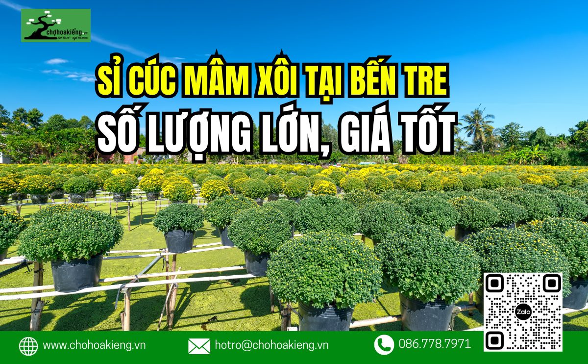 Nơi Cung Cấp Sỉ Cúc Mâm Xôi Bến Tre Số Lượng Lớn Giá Tốt, Chất Lượng, Miễn Ship - Chợ Hoa Kiểng