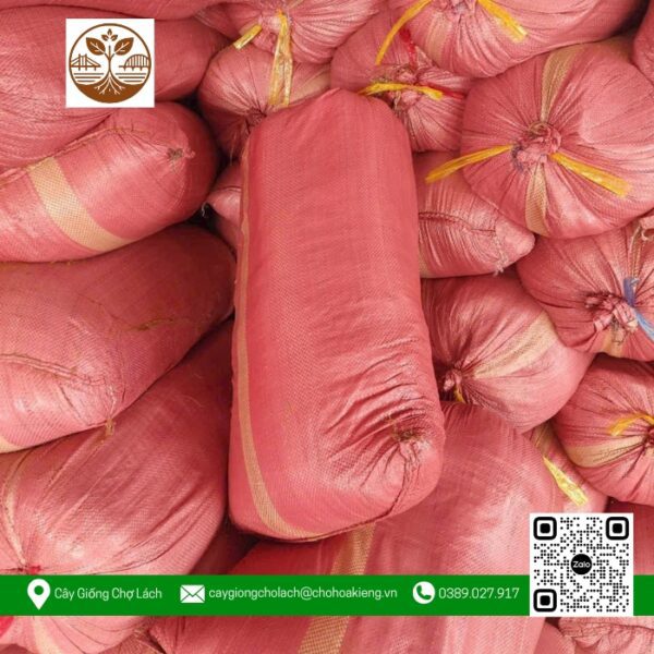 Phân Mụn Dừa - Cửa Hàng Cây Giống Chợ Lách 1