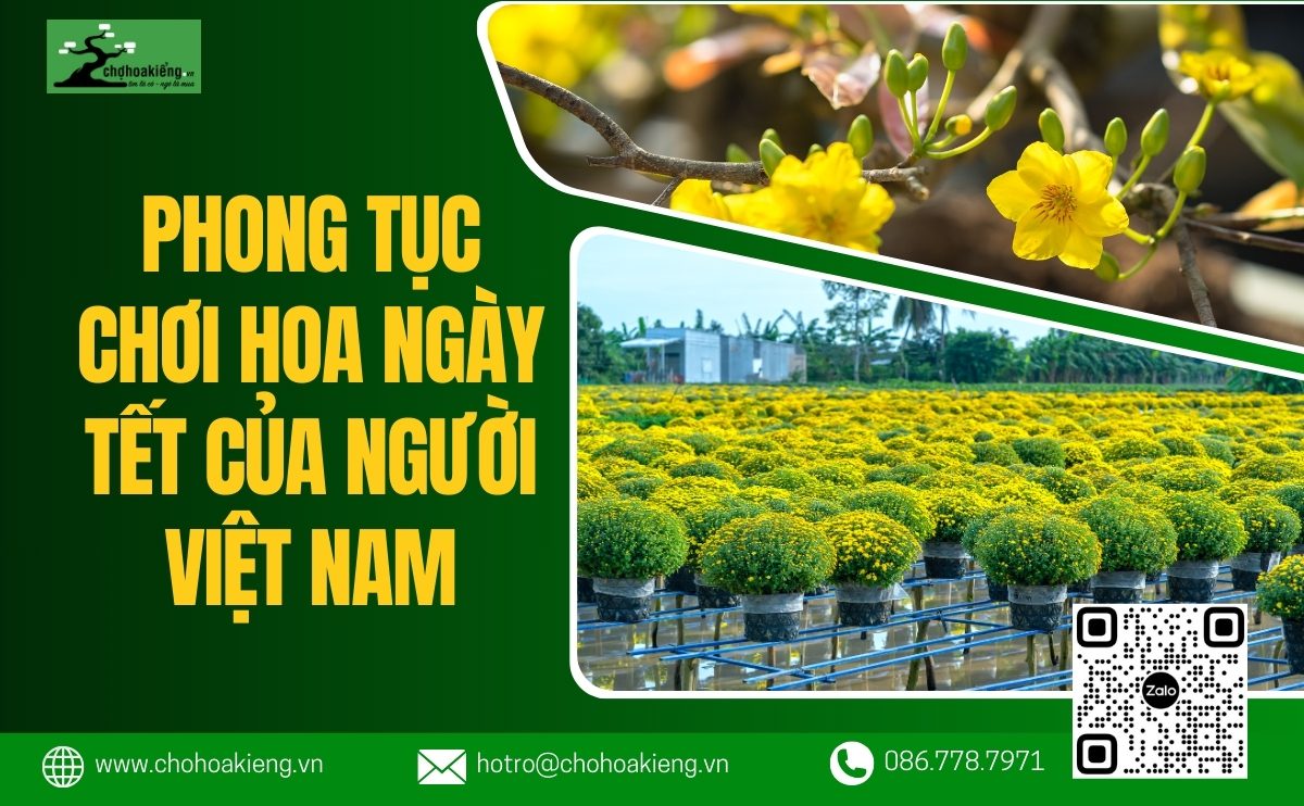 Phong Tục Chơi Hoa Ngày Tết Của Người Việt Nam: Đẹp Nhà, Vui Xuân, Thịnh Vượng Đến - Chợ Hoa Kiểng