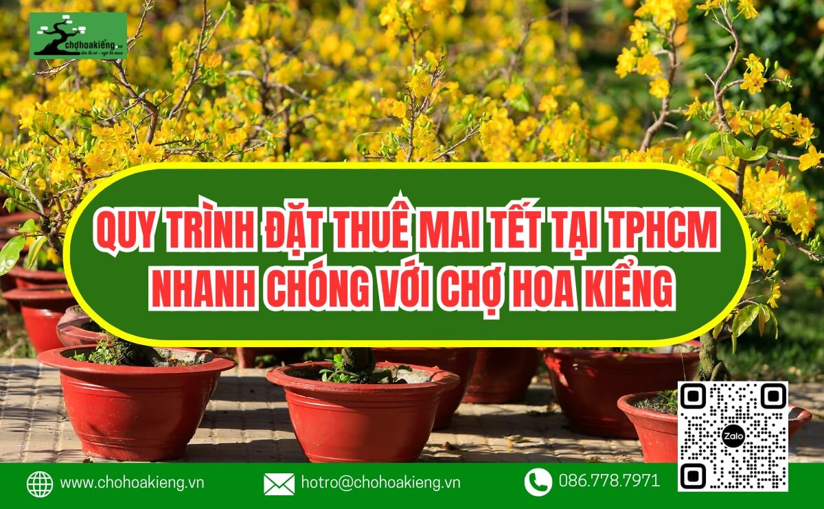 Quy Trình Đặt Thuê Mai Tết Tại Tphcm 2025 Nhanh Chóng Với Chợ Hoa Kiểng | Chợ Hoa Kiểng