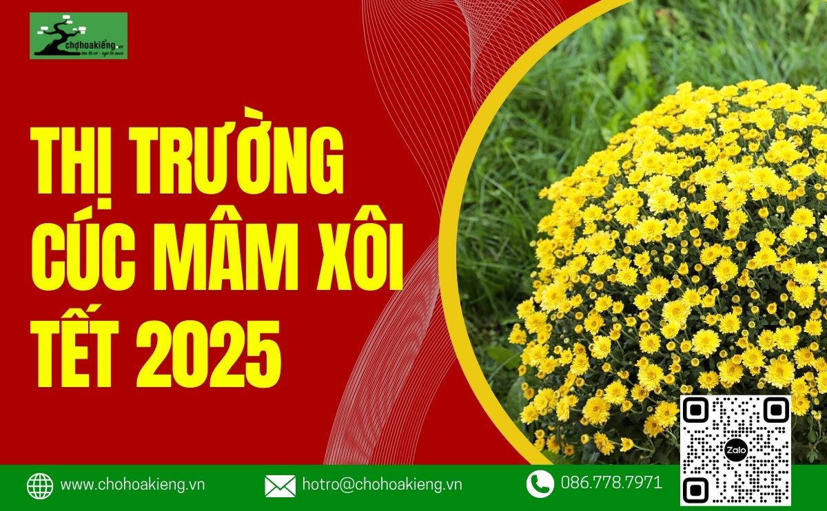 Thị Trường Cúc Mâm Xôi Tết 2025 Đa Dạng, Nhộn Nhịp Phục Vụ Dịp Tết Nguyên Đán | Chợ Hoa Kiểng