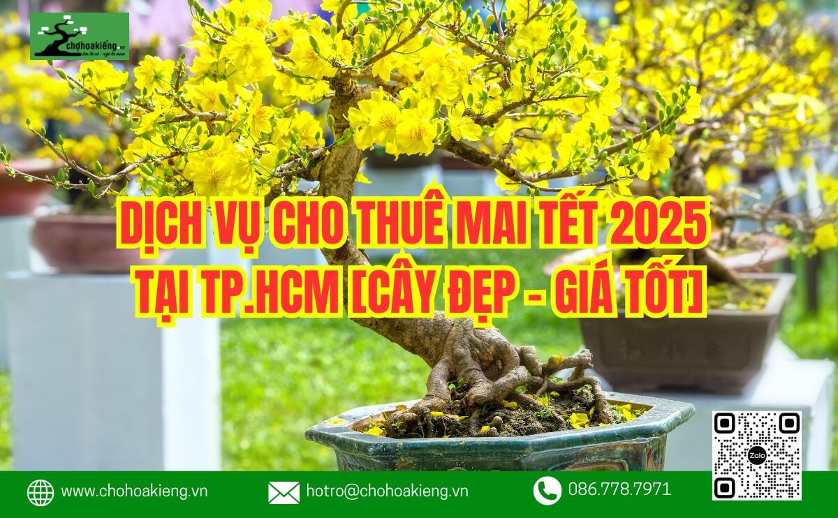 Thuê Mai Tết Ở Đâu Tại Tphcm? Dịch Vụ Cho Thuê Mai Tết 2025 Tại Tp.hcm [Cây Đẹp - Giá Tốt] - Chợ Hoa Kiểng 5