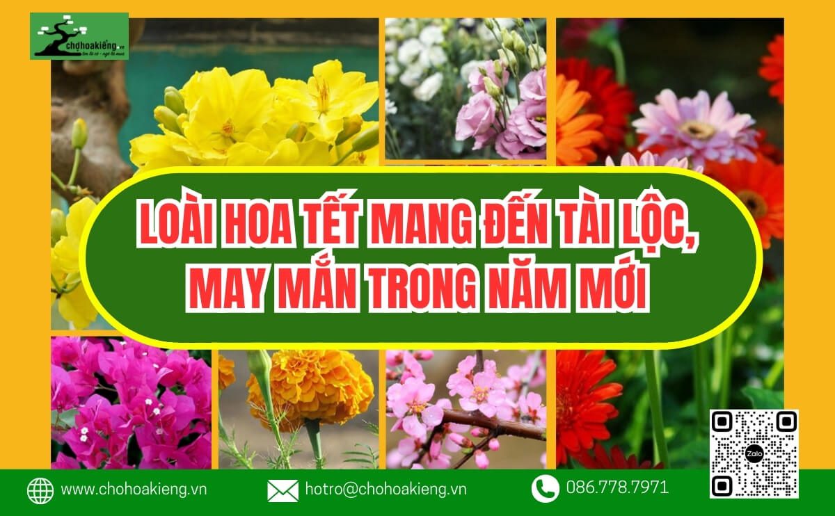 Tổng Hợp 10+ Loài Hoa Tết Mang Đến Tài Lộc, May Mắn Trong Năm Mới- Chợ Hoa Kiểng 15
