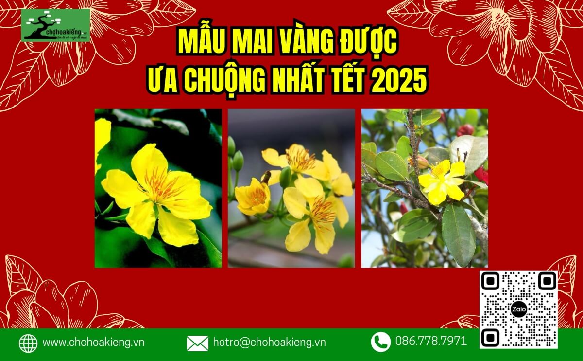 Tổng Hợp 15+ Mẫu Mai Vàng Được Ưa Chuộng Nhất Tết 2025 | Chợ Hoa Kiểng 20