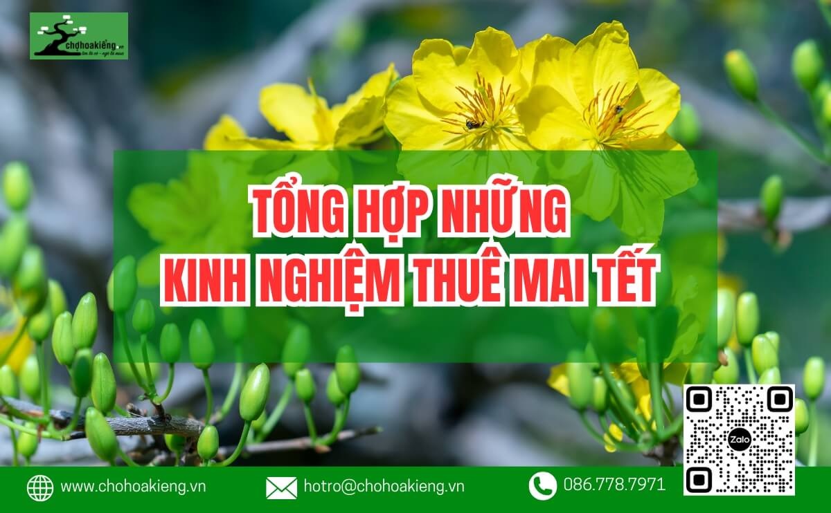 Tổng Hợp Những Kinh Nghiệm Thuê Mai Tết Bạn Không Nên Bỏ Qua - Chợ Hoa Kiểng 6