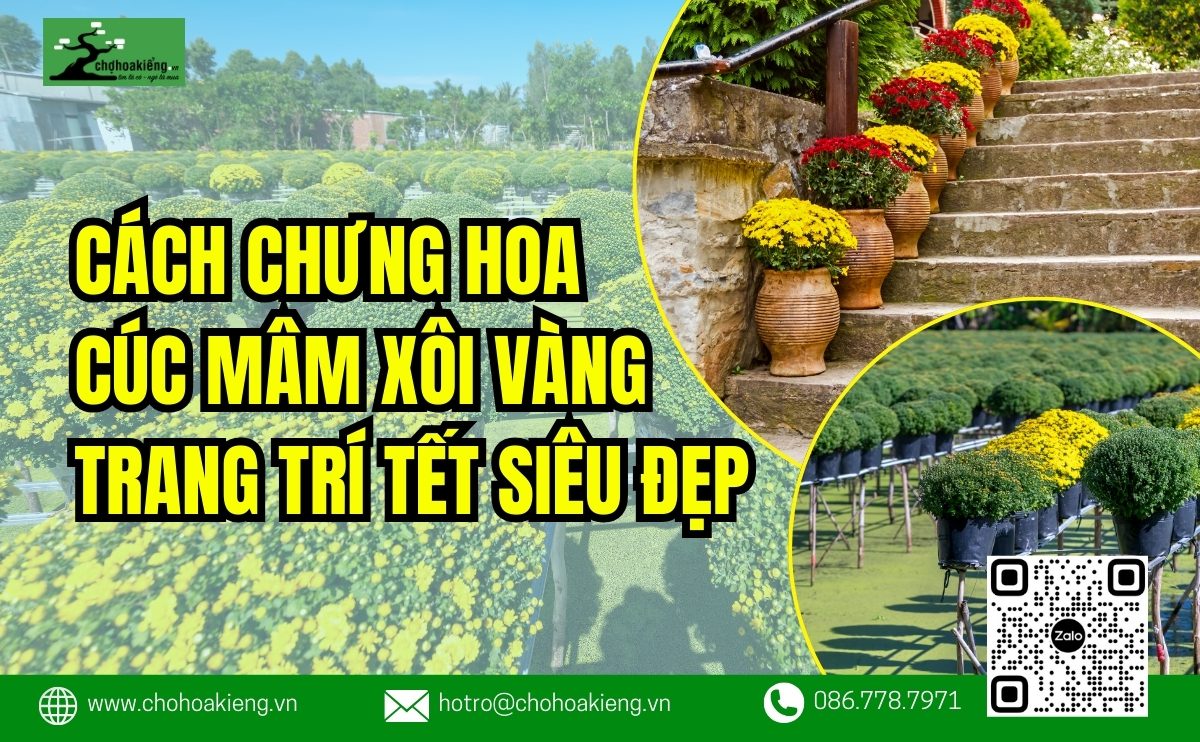 Top 10+ Cách Chưng Hoa Cúc Mâm Xôi Vàng Trang Trí Tết Ấn Tượng - Chợ Hoa Kiểng
