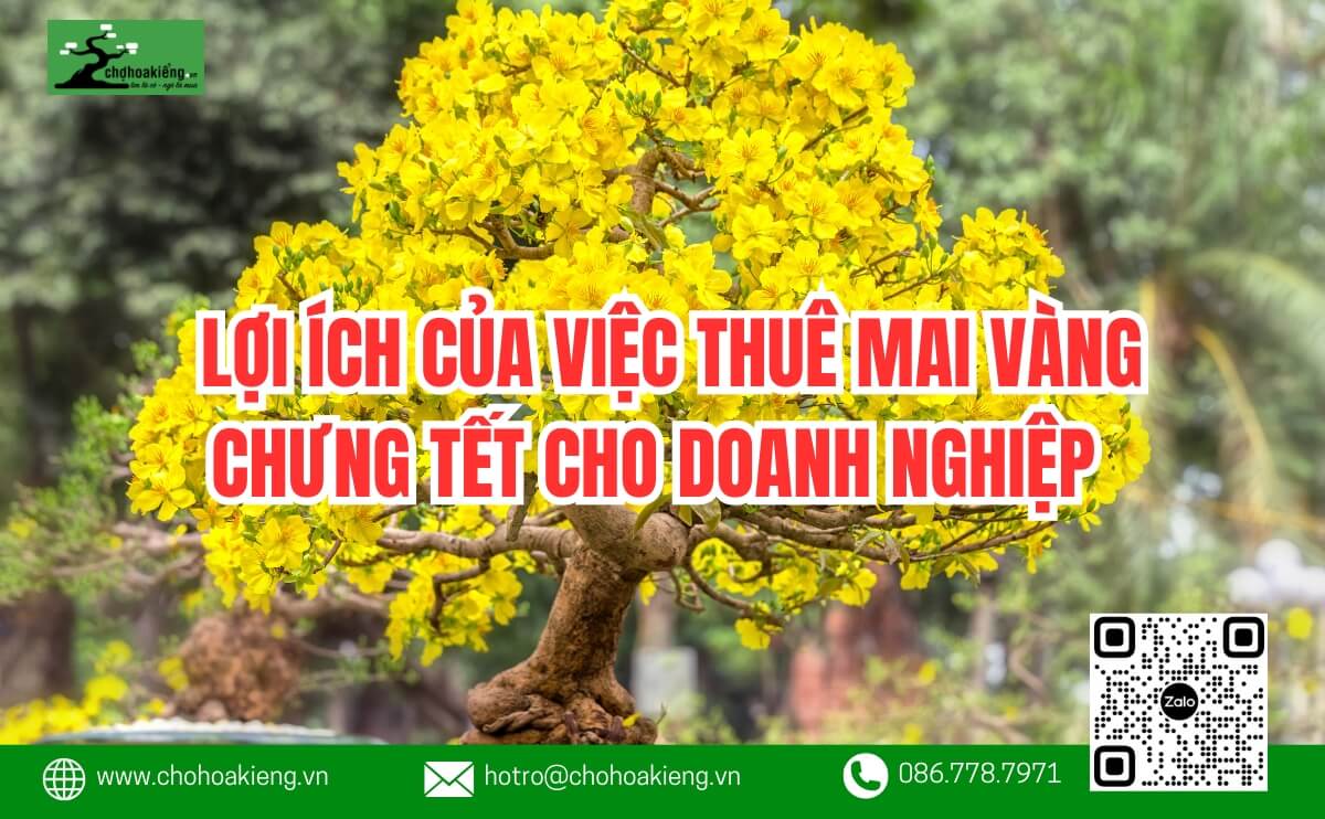 Top 10+ Lợi Ích Của Việc Thuê Mai Vàng Chưng Tết Cho Doanh Nghiệp Tại Tp.hcm - Chợ Hoa Kiểng