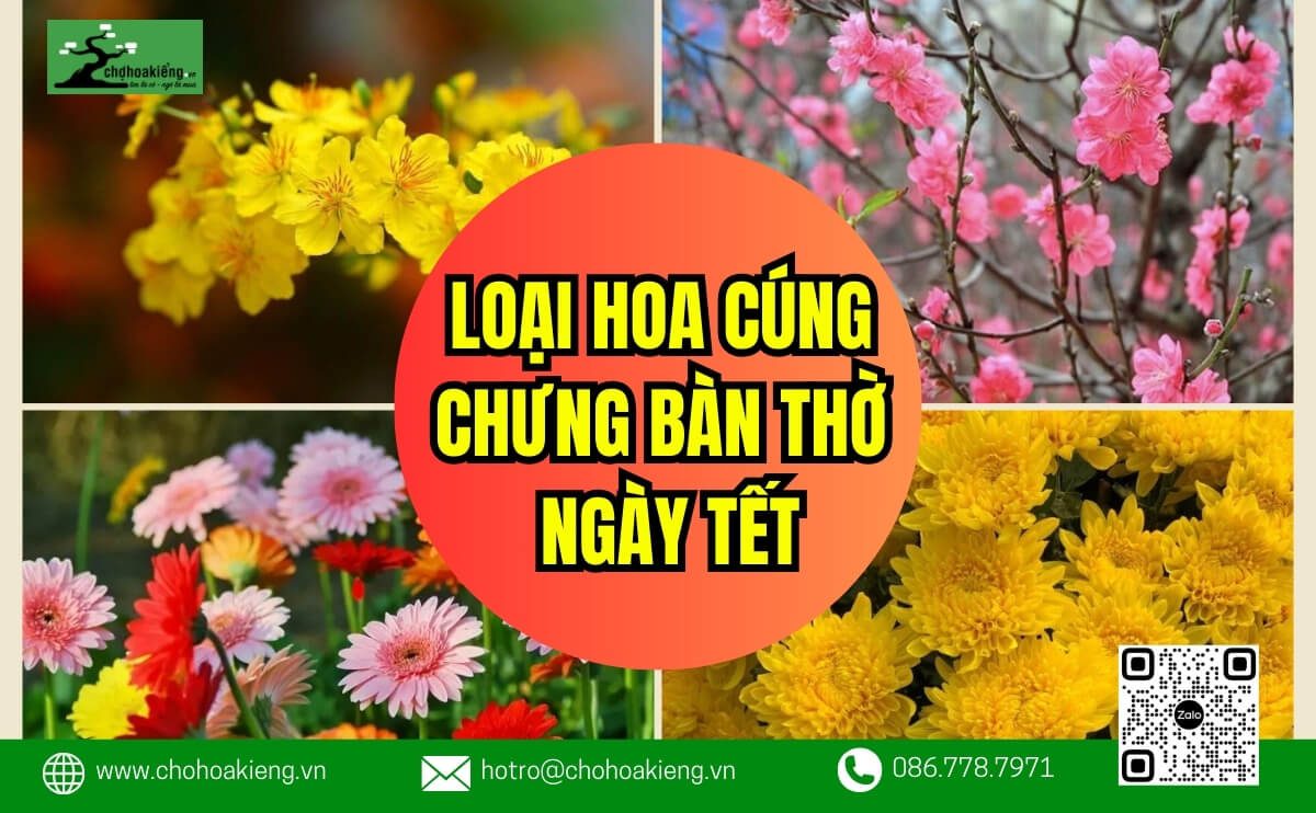 Top 8+ Loại Hoa Cúng Chưng Bàn Thờ Ngày Tết Hút Tài Lộc Và Ý Nghĩa - Chợ Hoa Kiểng 16