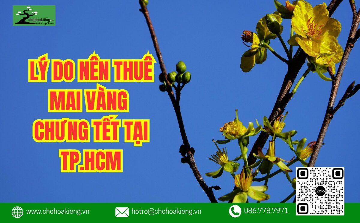 Vì Sao Phải Chọn Thuê Mai Tết? 10+ Lý Do Nên Thuê Mai Vàng Chưng Tết Tại Tphcm - Chợ Hoa Kiểng 8