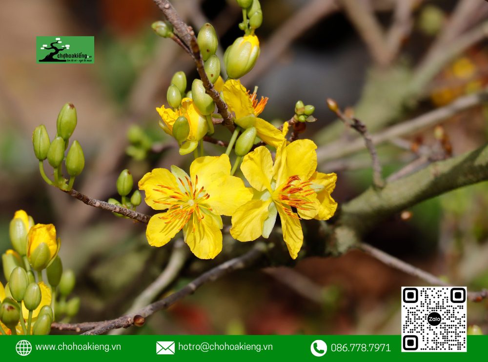 Ý Nghĩa Của Hoa Mai Trong Phong Thủy: Loài Hoa Mang May Mắn Mà Nhà Nào Cũng Nên Có Dịp Tết 17 Cây Hoa Mai Là Loại Cây Thân Gỗ Với Tuổi Thọ Có Thể Lên Đến Hàng Trăm Năm