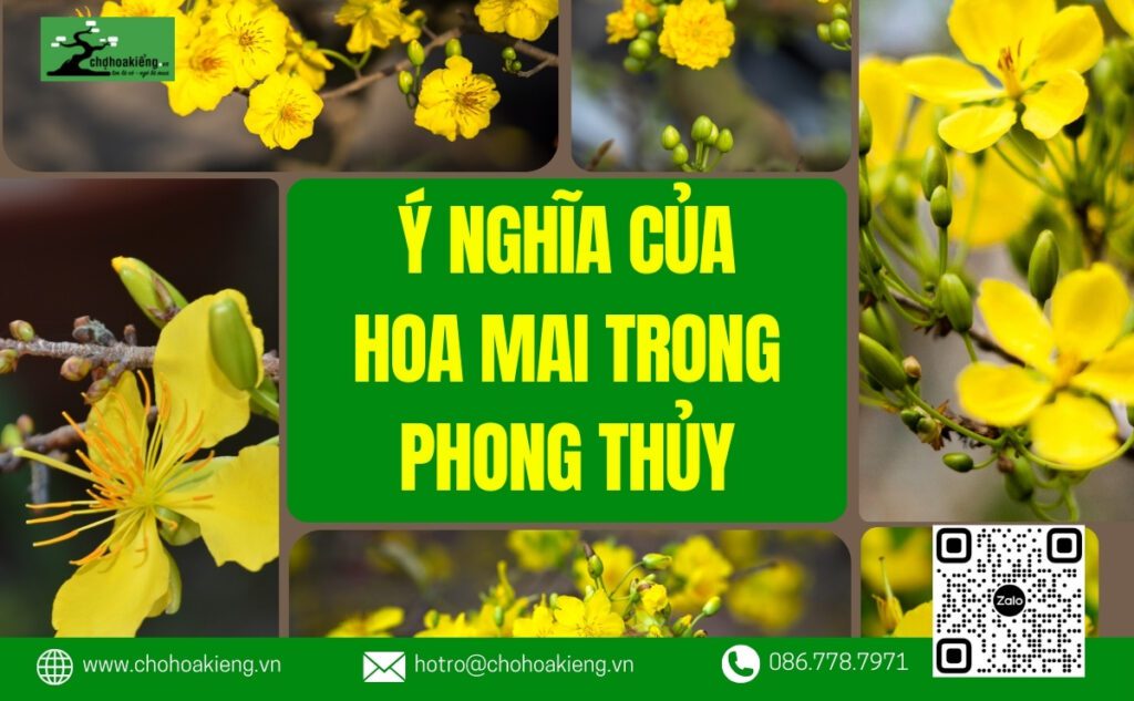 Ý Nghĩa Của Hoa Mai Trong Phong Thủy: Loài Hoa Mang May Mắn Mà Nhà Nào Cũng Nên Có Dịp Tết - Chợ Hoa Kiểng