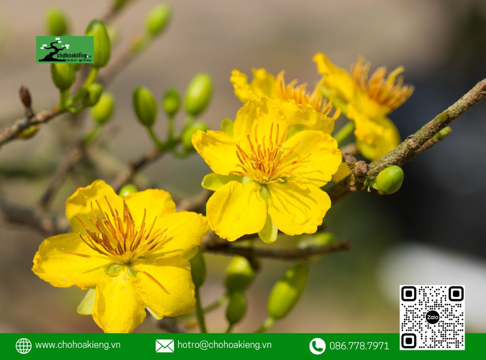 Ý Nghĩa Của Hoa Mai Trong Phong Thủy: Loài Hoa Mang May Mắn Mà Nhà Nào Cũng Nên Có Dịp Tết 16 Nhờ Ý Nghĩa Sâu Sắc Này, Hoa Mai Luôn Góp Mặt Trong Bộ Tứ Quý &Quot;Tùng, Cúc, Trúc, Mai&Quot;.