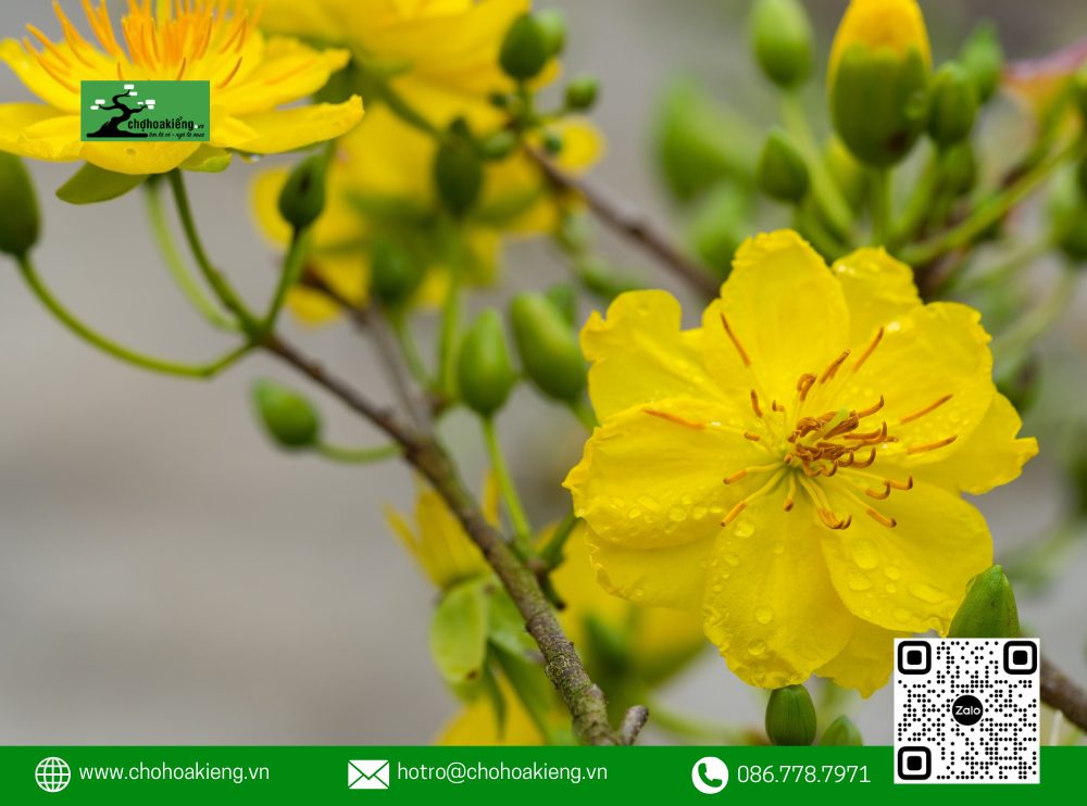 Ý Nghĩa Của Hoa Mai Trong Phong Thủy: Loài Hoa Mang May Mắn Mà Nhà Nào Cũng Nên Có Dịp Tết 15 Ông Bà Ta Cho Rằng Hoa Mai Mang Lại May Mắn Và Tài Lộc Cho Năm Mới.