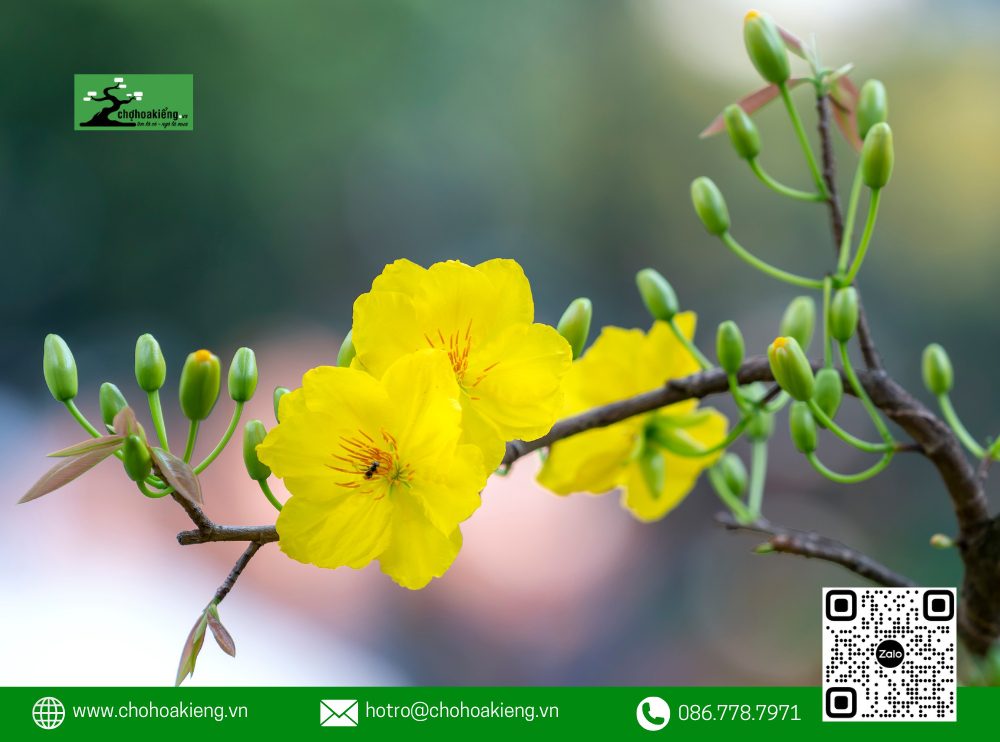 Ý Nghĩa Của Hoa Mai Trong Phong Thủy: Loài Hoa Mang May Mắn Mà Nhà Nào Cũng Nên Có Dịp Tết 14 Ý Nghĩa Của Hoa Mai Trong Phong Thủy: Hoa Mai Tượng Trưng Cho Ngũ Phúc