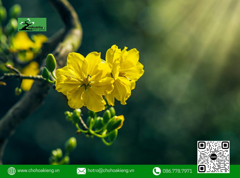 Ý Nghĩa Của Hoa Mai Trong Phong Thủy: Loài Hoa Mang May Mắn Mà Nhà Nào Cũng Nên Có Dịp Tết 13 Ý Nghĩa Của Hoa Mai Trong Phong Thủy: Thể Hiện Sức Sống Và Hy Vọng Cho Gia Đình