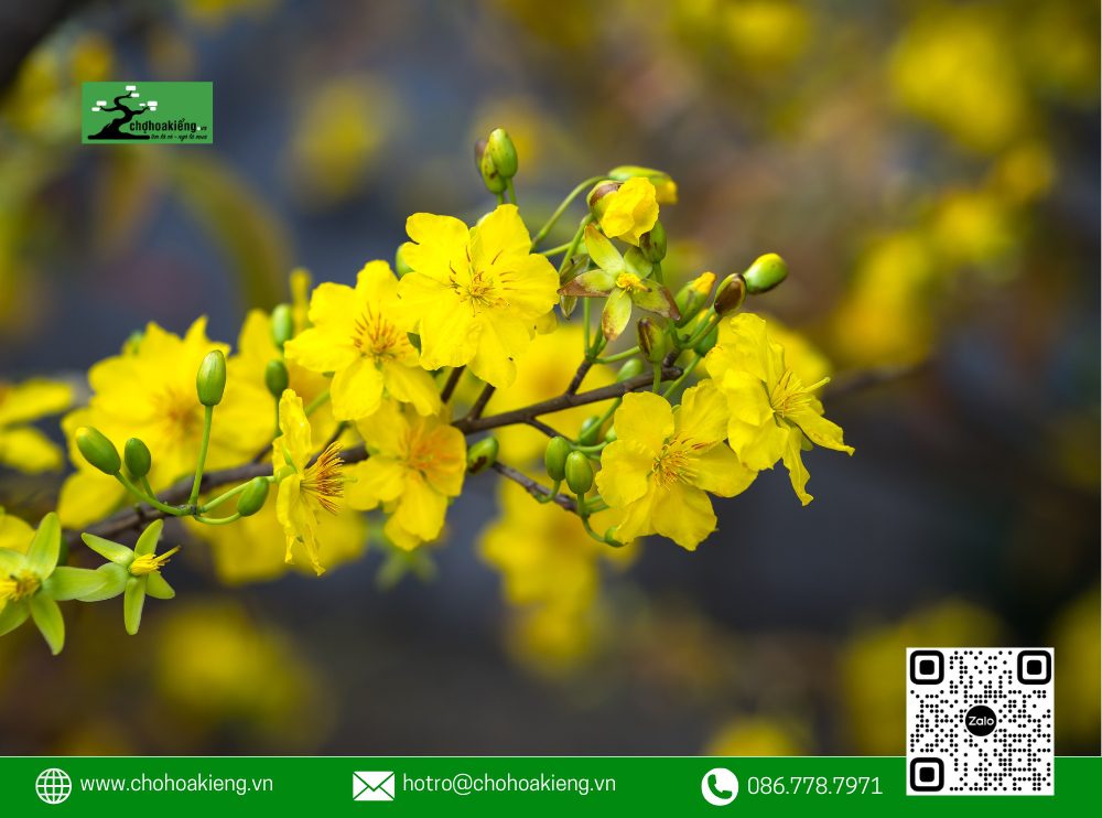 Ý Nghĩa Của Hoa Mai Trong Phong Thủy: Loài Hoa Mang May Mắn Mà Nhà Nào Cũng Nên Có Dịp Tết 12 Ý Nghĩa Của Hoa Mai Trong Phong Thủy: Mang Đến Sự May Mắn Và Giàu Sang