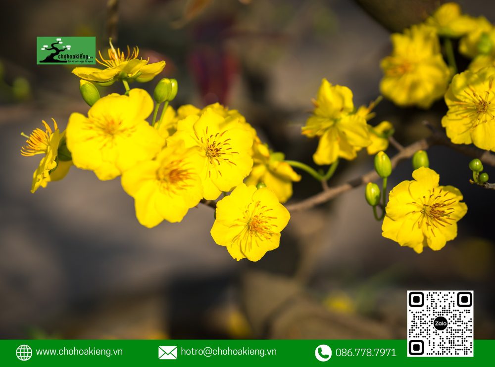 Ý Nghĩa Của Hoa Mai Trong Phong Thủy: Loài Hoa Mang May Mắn Mà Nhà Nào Cũng Nên Có Dịp Tết 11 Ý Nghĩa Của Hoa Mai Trong Phong Thủy: Thể Hiện Khí Tiết Của Người Anh Hùng, Quân Tử