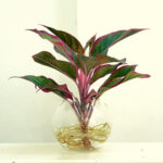 cay-phu-quy-cho-hoa-kieng-quan-11