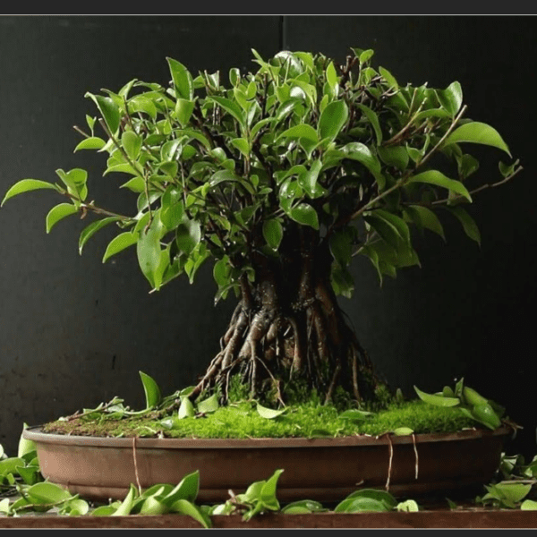 cay-sung-bonsai-cay-kieng-binh-dinh