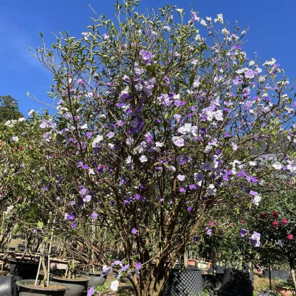 Hoa Lài Nhật