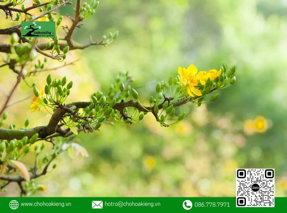 Các Yếu Tố Ảnh Hưởng Đến Quá Trình Ra Nụ Của Hoa Mai