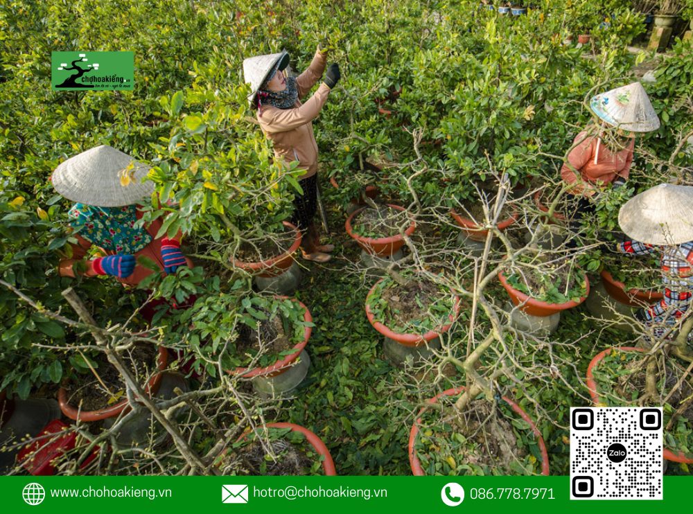 Trước Khi Lặt Lá 2-3 Ngày, Hãy Ngừng Tưới Nước Và Bón Phân Để Lá Khô