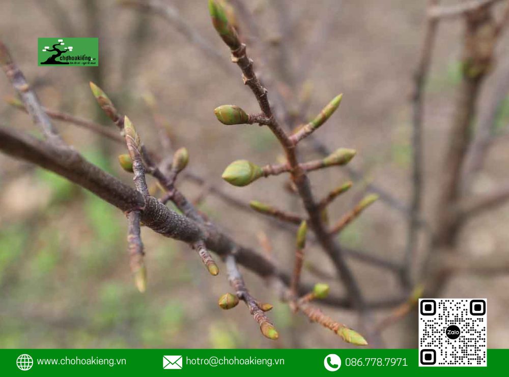 Ngoài Việc Bổ Sung Phân Bón Để Cung Cấp Dinh Dưỡng Và Lặt Lá Để Kích Thích Mai Ra Nụ Tự Nhiên, Hiện Nay, Nhiều Người Còn Sử Dụng Thuốc Điều Hòa Sinh Trưởng Để Thúc Đẩy Quá Trình Ra Nụ