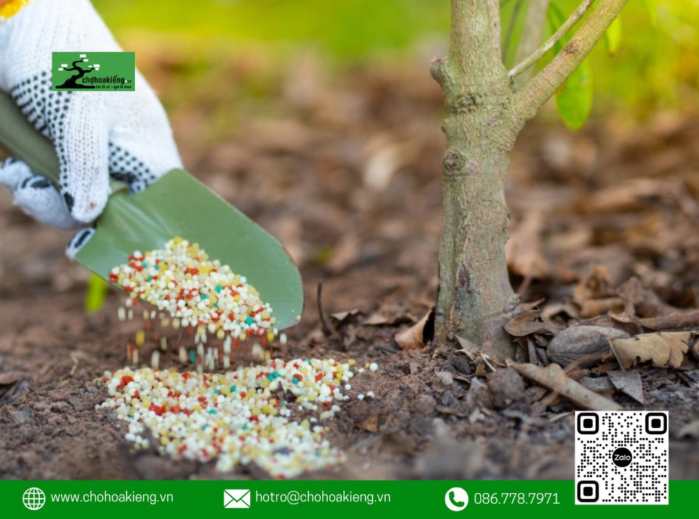 Ngay Sau Khi Kết Thúc Dịp Tết Và Chơi Hoa Xong, Bạn Cần Bắt Tay Vào Việc Cắt Tỉa Và Phục Hồi Cây Ngay Lập Tức Để Tránh Tình Trạng Cây Suy Yếu, Điều Này Sẽ Ảnh Hưởng Đến Khả Năng Ra Hoa Vào Năm Sau