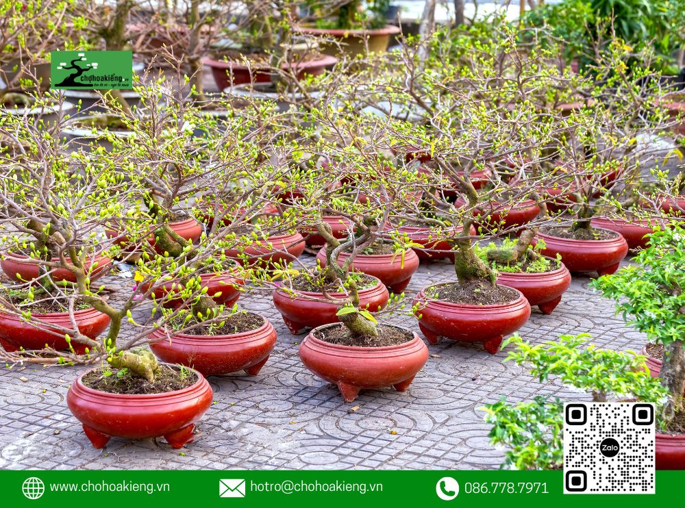 Nếu Đến Ngày 25 Tháng Chạp Mà Cây Vẫn Chưa Bung Vỏ Lụa, Bạn Có Thể Tưới Nhẹ Nước Ấm (30-40 Độ C) Và Đặt Cây Ở Nơi Có Ánh Nắng Trực Tiếp Hoặc Dùng Bóng Đèn Dây Tóc Để Tăng Nhiệt Độ, Giúp Cây Nở Nhanh Hơn