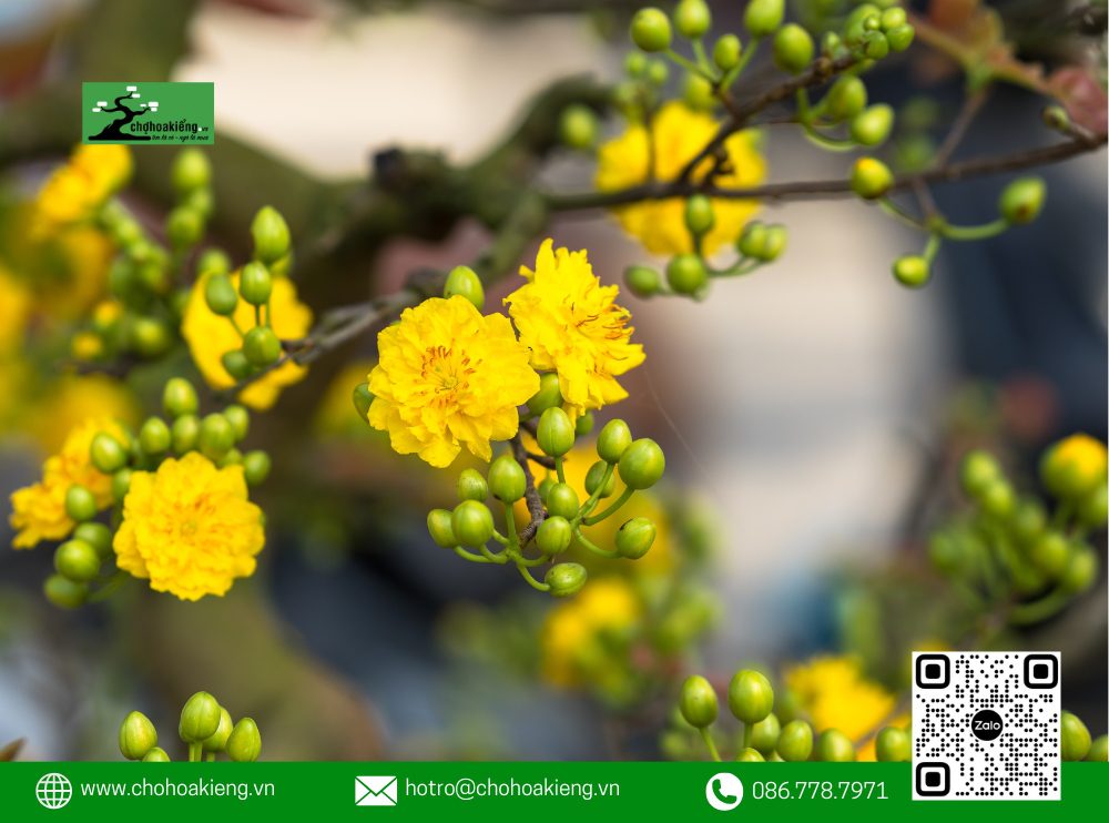 Để Cây Mai Phát Triển Và Ra Nụ Đúng Dịp Tết, Thời Gian Trồng Cần Được Tính Toán Từ 2-3 Tháng Trước Tết.