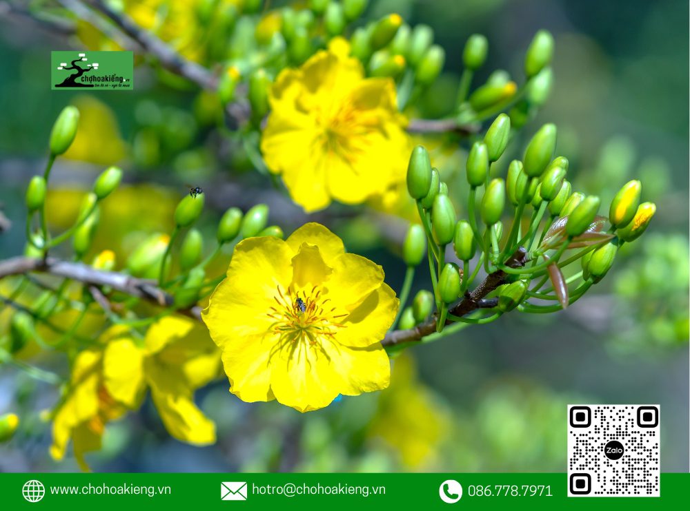 Mai Thường Bắt Đầu Ra Nụ Vào Khoảng Giữa Tháng 8 Âm Lịch, Tuy Nhiên, Tùy Thuộc Vào Điều Kiện Thời Tiết Mỗi Năm, Thời Gian Ra Nụ Có Thể Sớm Hoặc Muộn Hơn