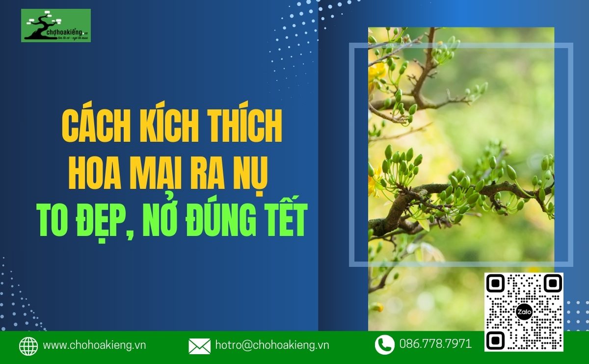 Cách Kích Thích Hoa Mai Ra Nụ To Đẹp, Nở Đúng Tết Đơn Giản Ngay Tại Nhà 8 Cách Kích Thích Hoa Mai Ra Nụ To Đẹp, Nở Đúng Tết Đơn Giản Ngay Tại Nhà - Chợ Hoa Kiểng