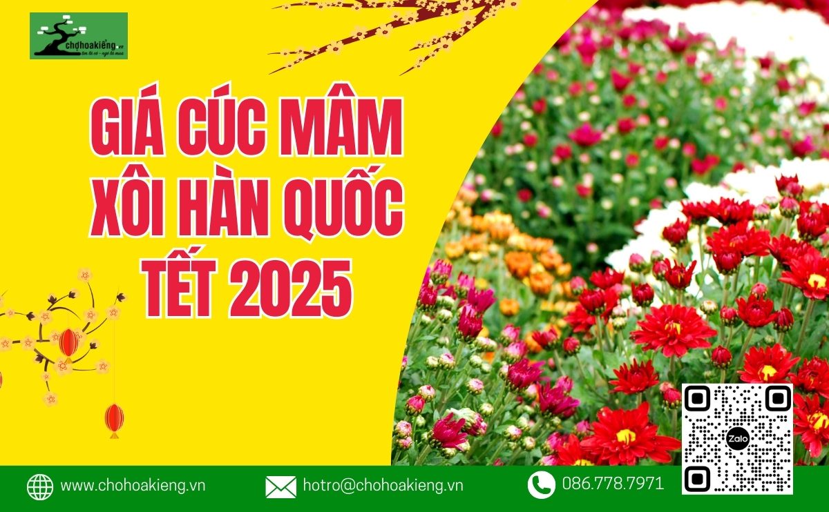 Cúc Mâm Xôi Hàn Quốc Bao Nhiêu Tiền? Giá Cúc Mâm Xôi Hàn Quốc Tết 2025 6 Cúc Mâm Xôi Hàn Quốc Bao Nhiêu Tiền? Giá Cúc Mâm Xôi Hàn Quốc Tết 2025 - Chợ Hoa Kiểng 5